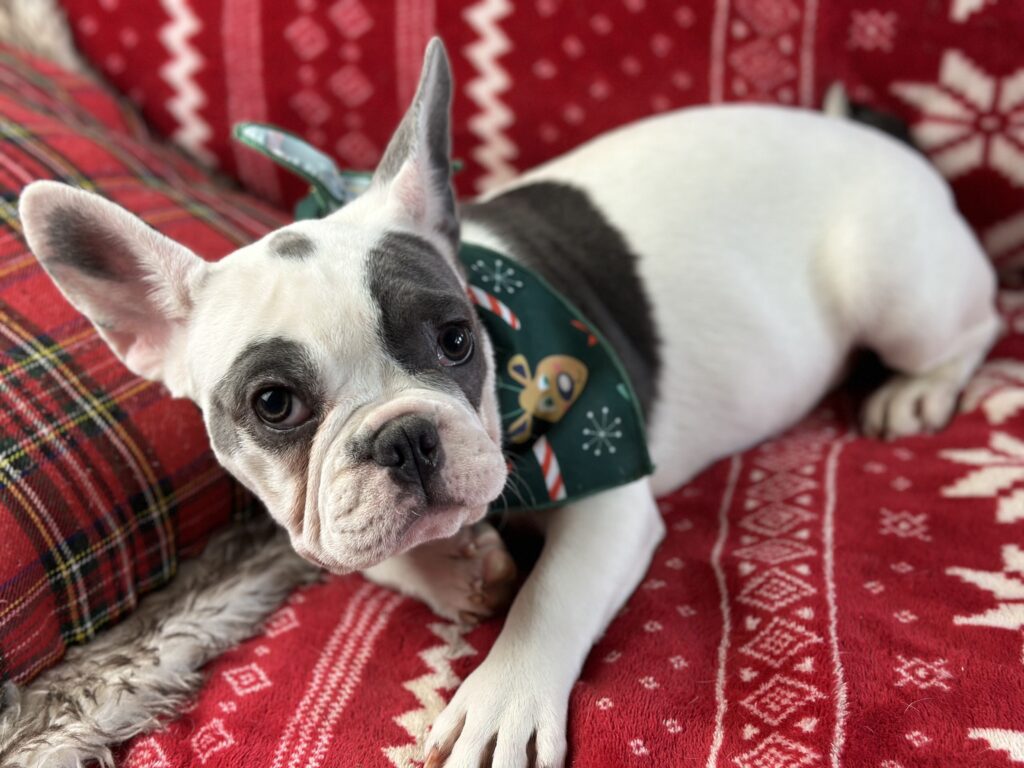 Willow | Blue Pied French Bulldog Female | Born July 27th, 2023