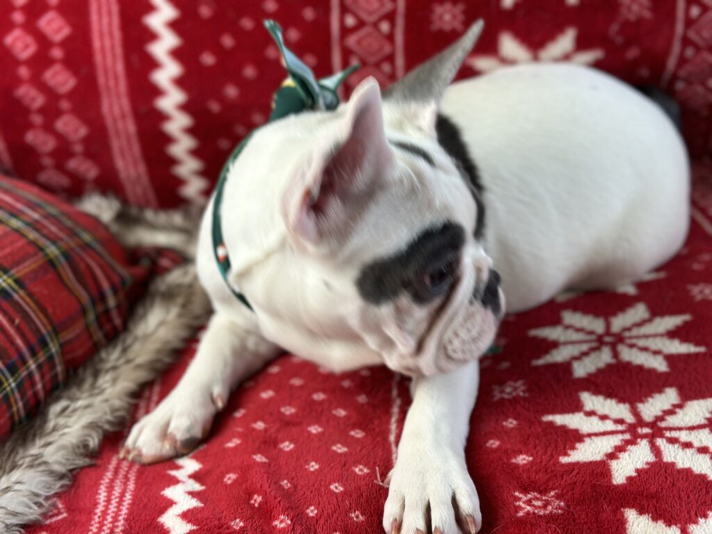Willow | Blue Pied French Bulldog Female | Born July 27th, 2023