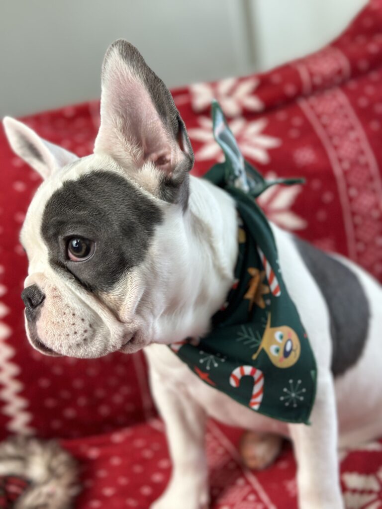 Willow | Blue Pied French Bulldog Female | Born July 27th, 2023