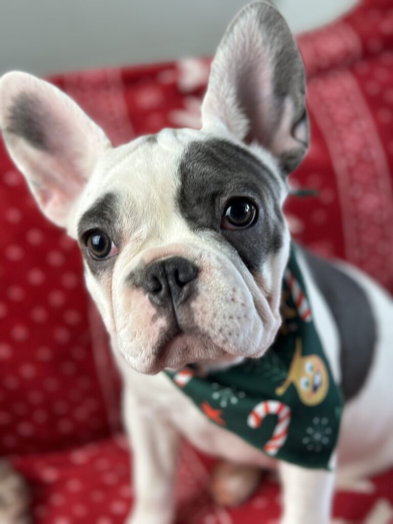 Willow | Blue Pied French Bulldog Female | Born July 27th, 2023