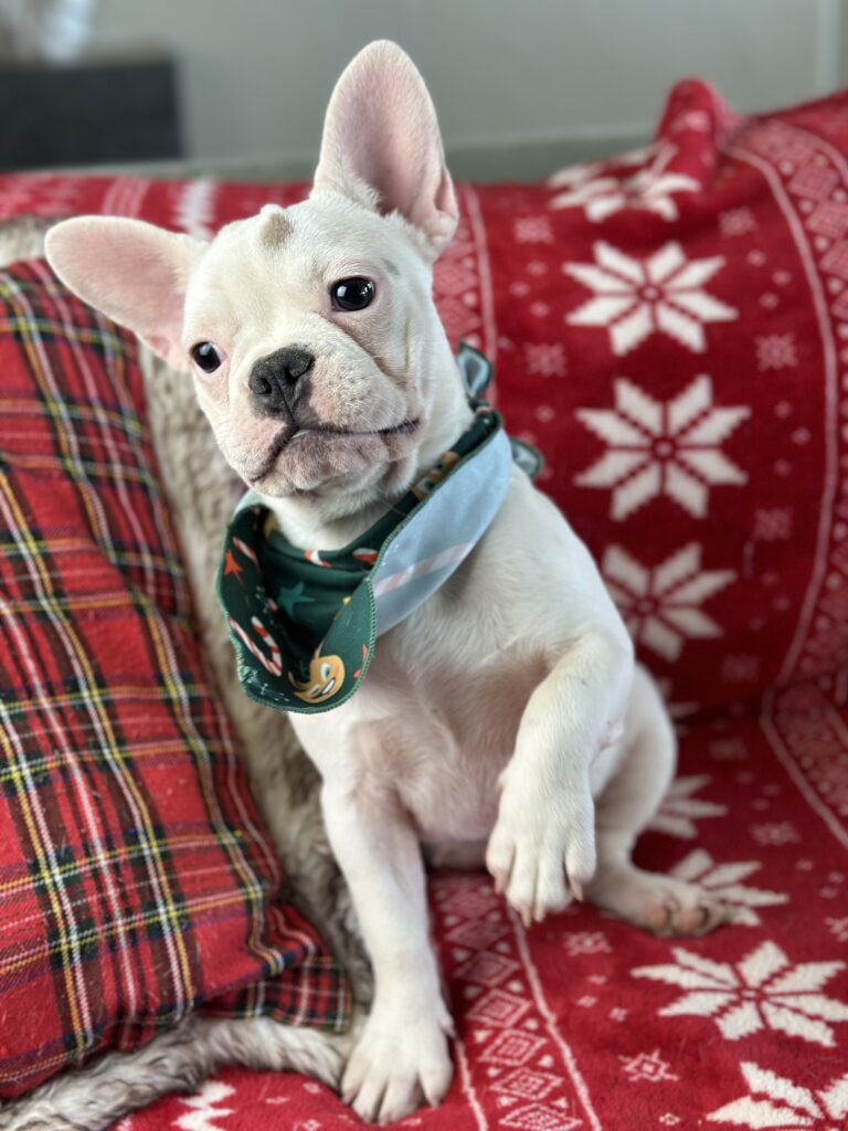 Unique | Blue Pied French Bulldog Female | Available Now
