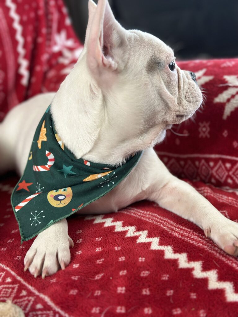 Unique | Blue Pied French Bulldog Female | Available Now