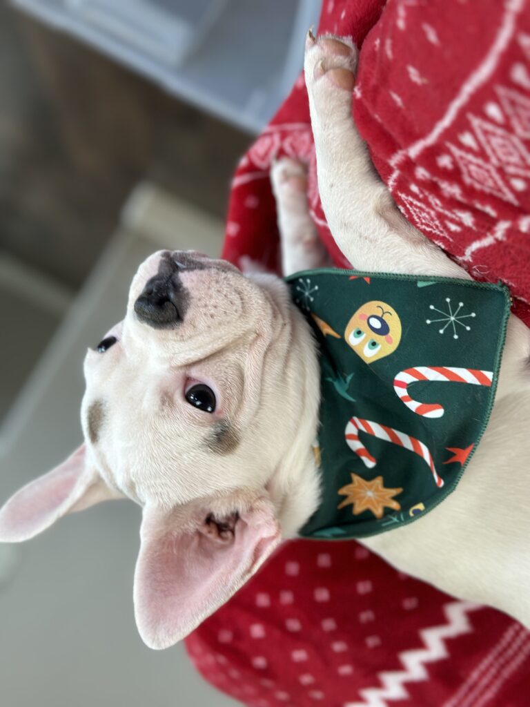 Unique | Blue Pied French Bulldog Female | Available Now
