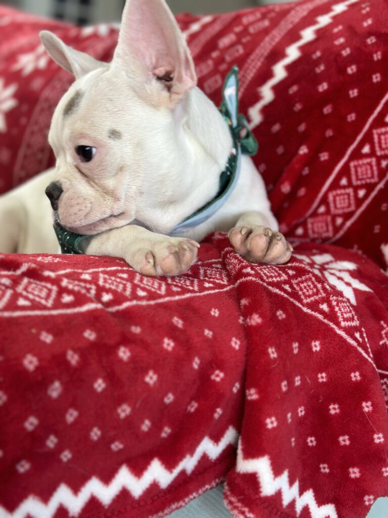 Unique | Blue Pied French Bulldog Female | Available Now