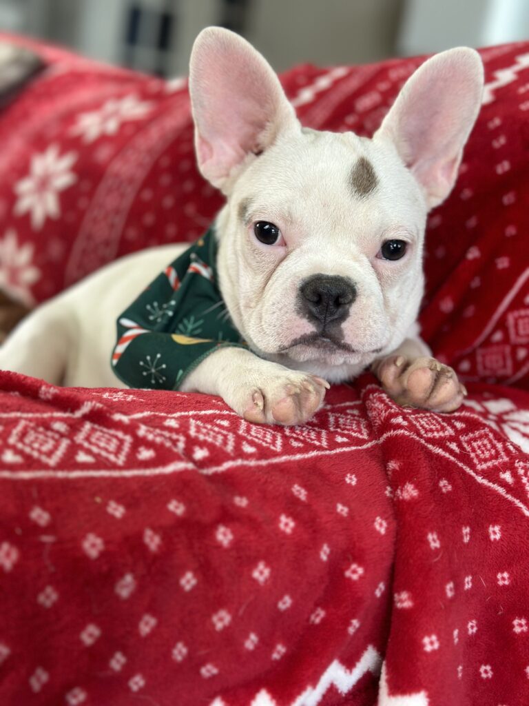 Unique | Blue Pied French Bulldog Female | Available Now
