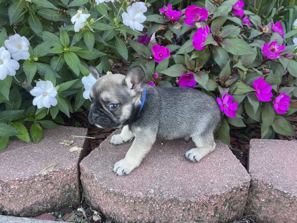 Chopper | Sable French Bulldog Male | The Fun-Loving One