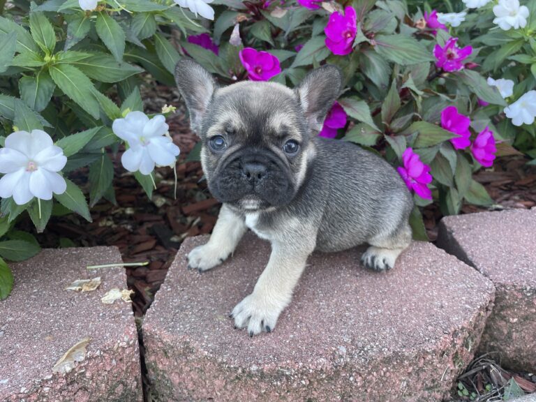 Chopper | Sable French Bulldog Male | The Fun-Loving One
