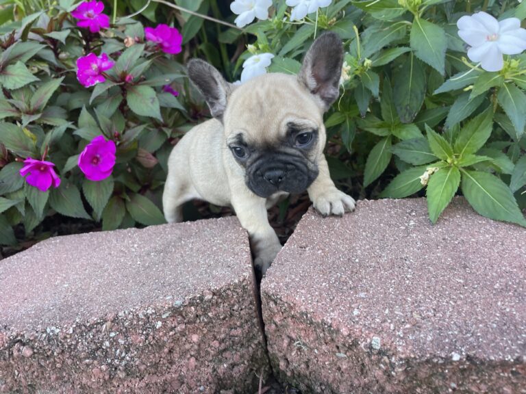 Cibil | Red Sable French Bulldog Female | The Fun-Loving One