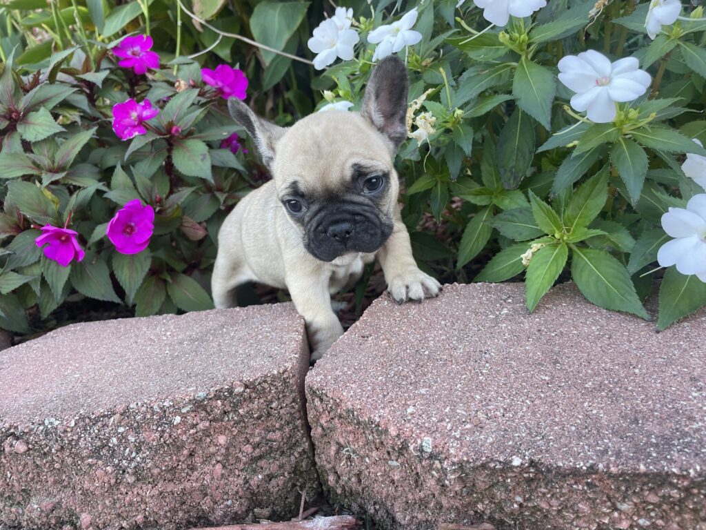 Cibil | Red Sable French Bulldog Female | The Fun-Loving One