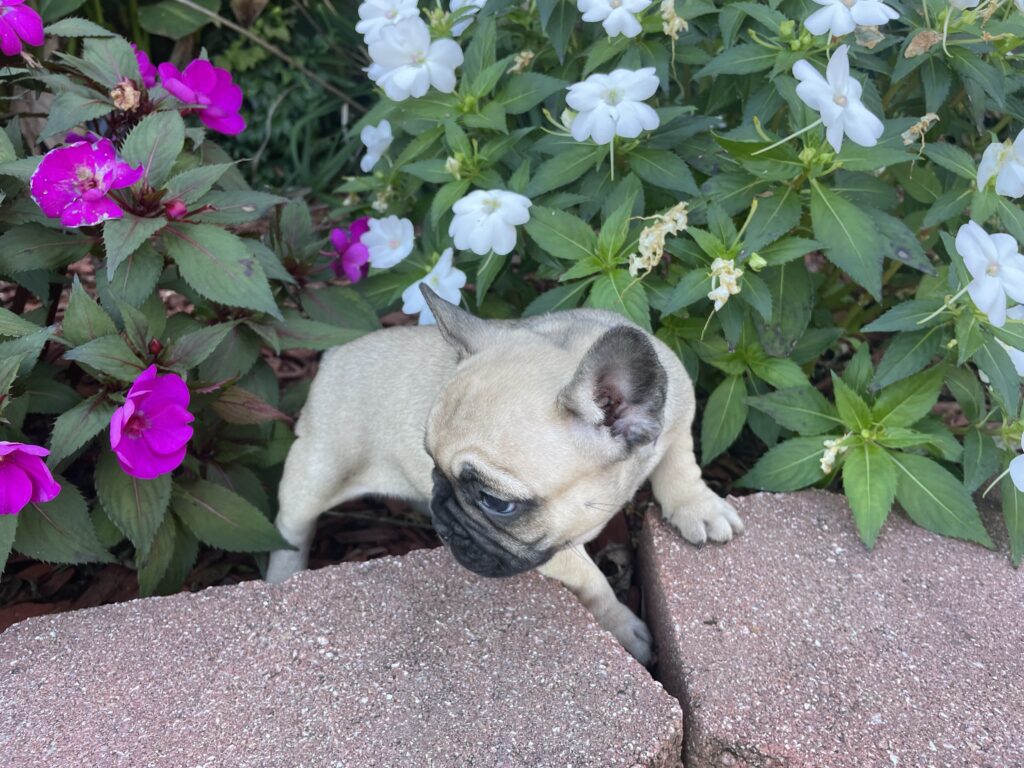 Cibil | Red Sable French Bulldog Female | The Fun-Loving One