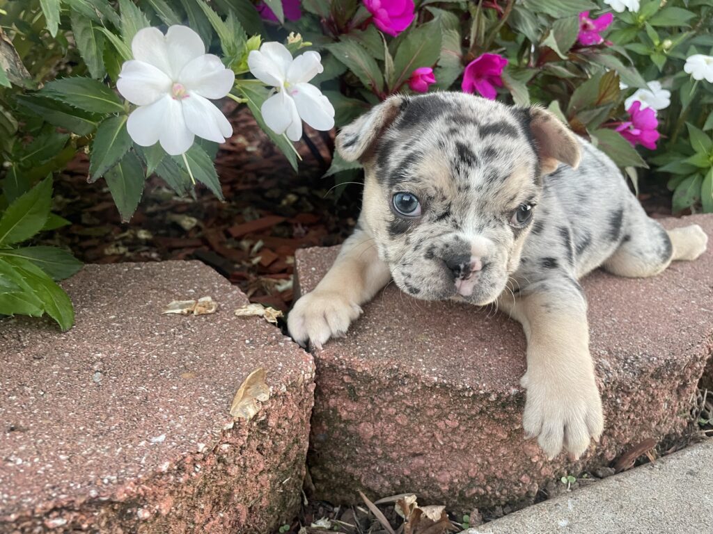 Domino | Black Merle Tan French Bulldog Male | The Loving-One