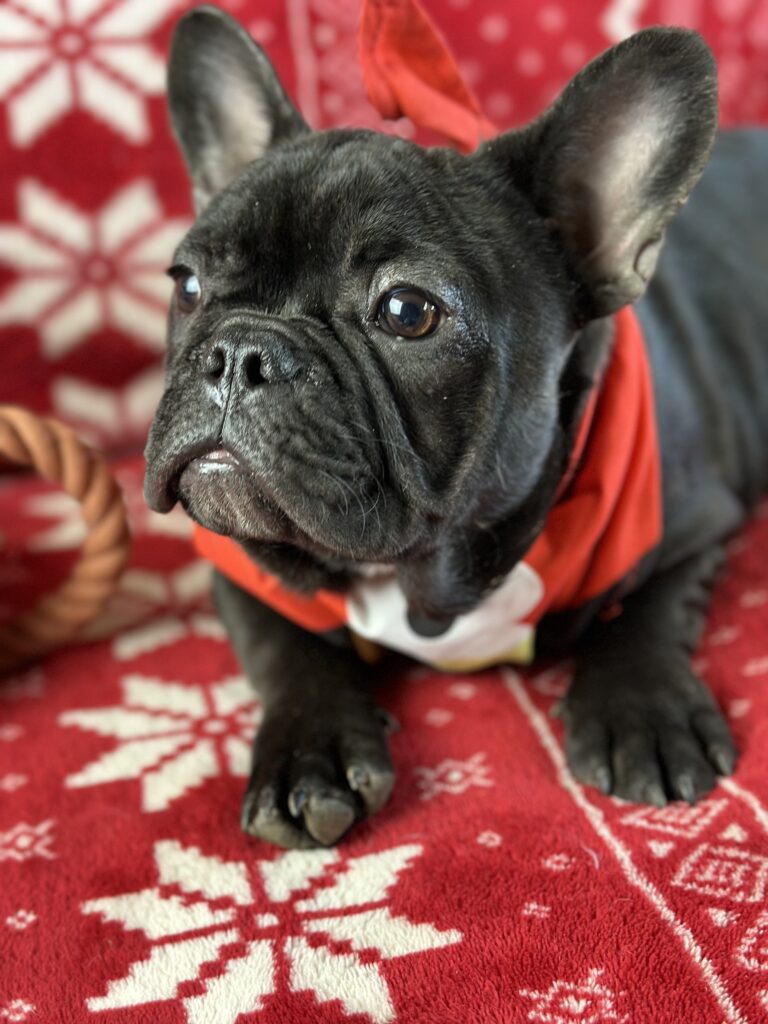 Zoro | Brindle French Bulldog Male | Available Now