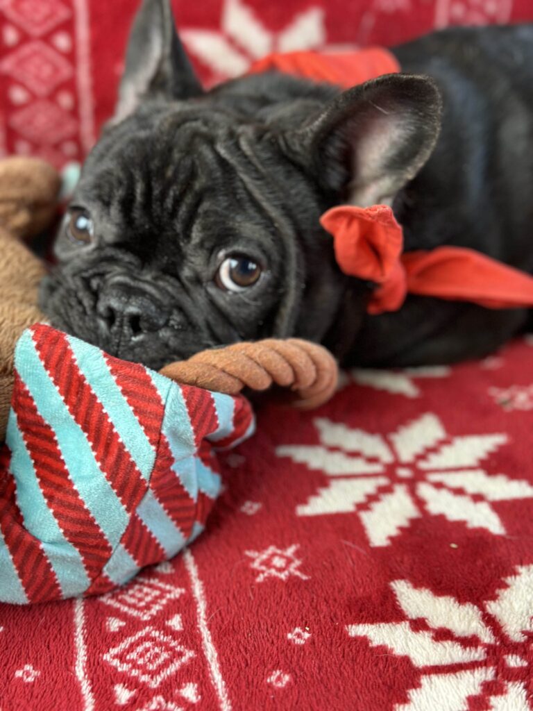 Zoro | Brindle French Bulldog Male | Available Now