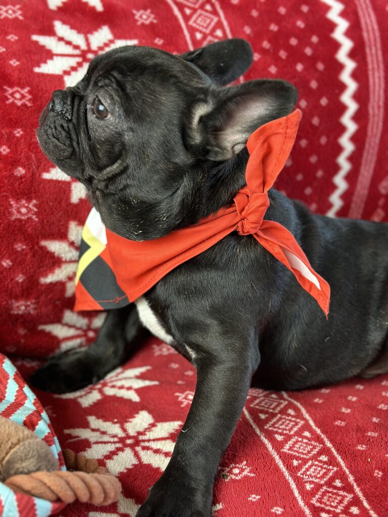 Zoro | Brindle French Bulldog Male | Available Now