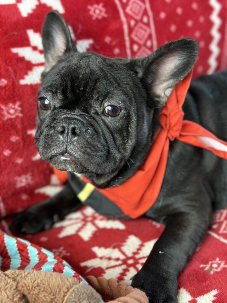 Zoro | Brindle French Bulldog Male | Available Now