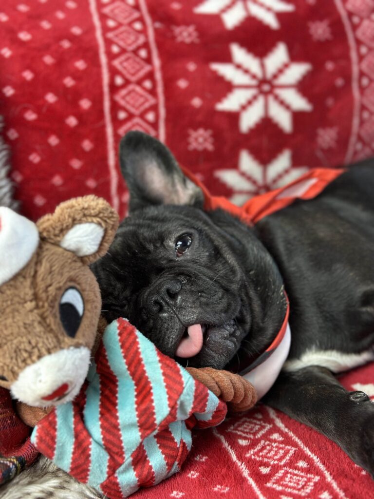 Zoro | Brindle French Bulldog Male | Available Now