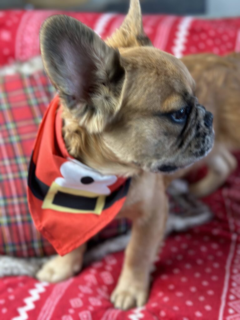 Bear | Fawn Merle Fluffy French Bulldog Male | Born June 22nd, 2023