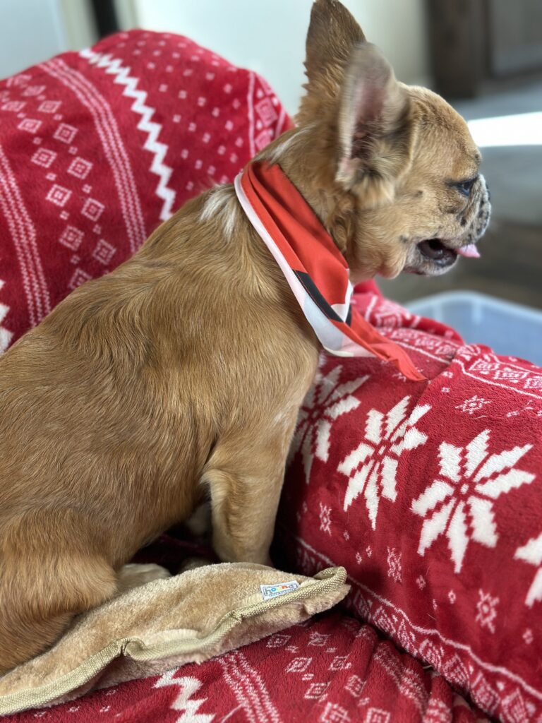 Bear | Fawn Merle Fluffy French Bulldog Male | Born June 22nd, 2023