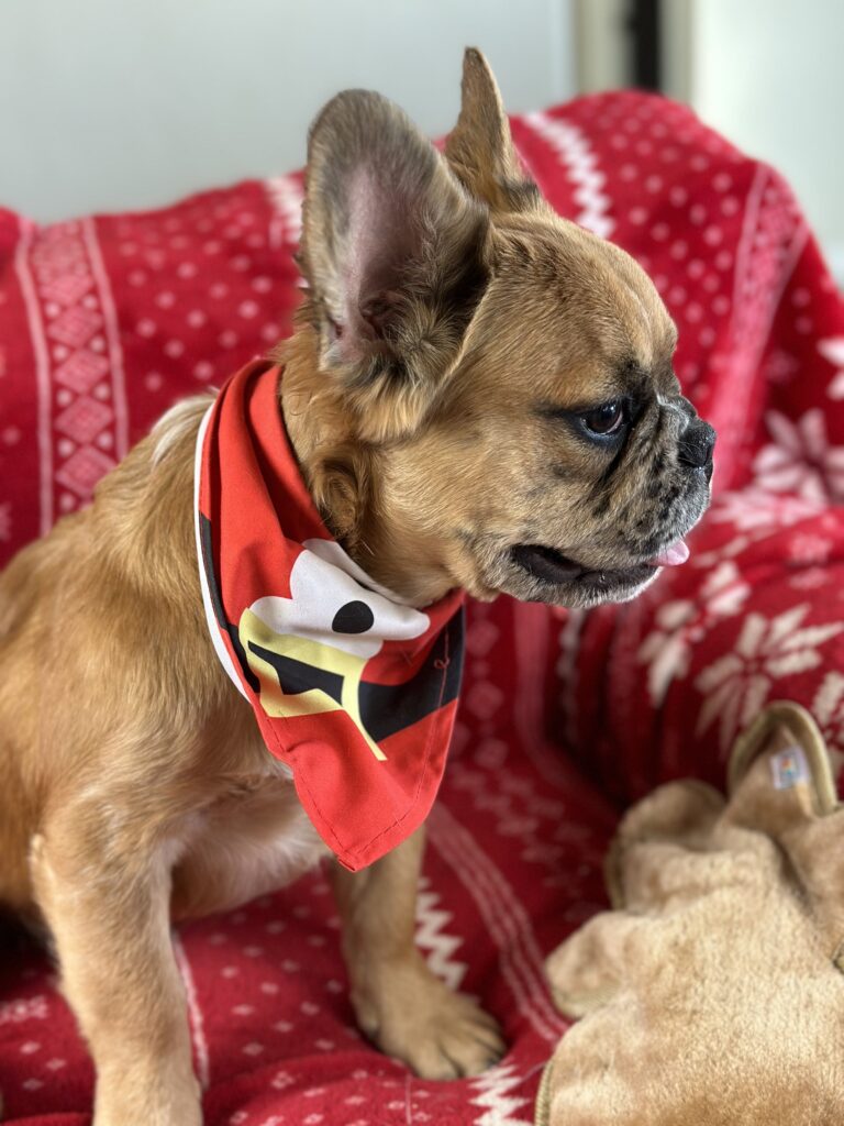 Bear | Fawn Merle Fluffy French Bulldog Male | Born June 22nd, 2023