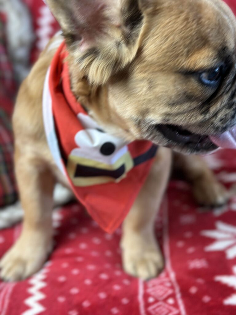 Bear | Fawn Merle Fluffy French Bulldog Male | Born June 22nd, 2023
