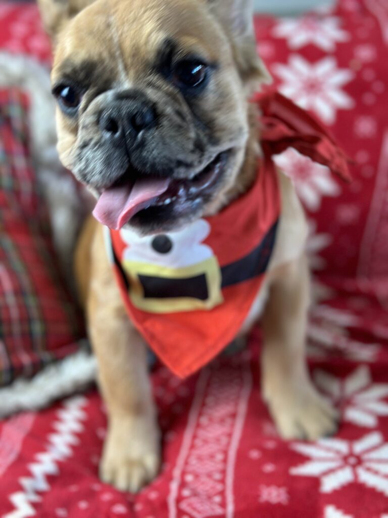 Bear | Fawn Merle Fluffy French Bulldog Male | Born June 22nd, 2023