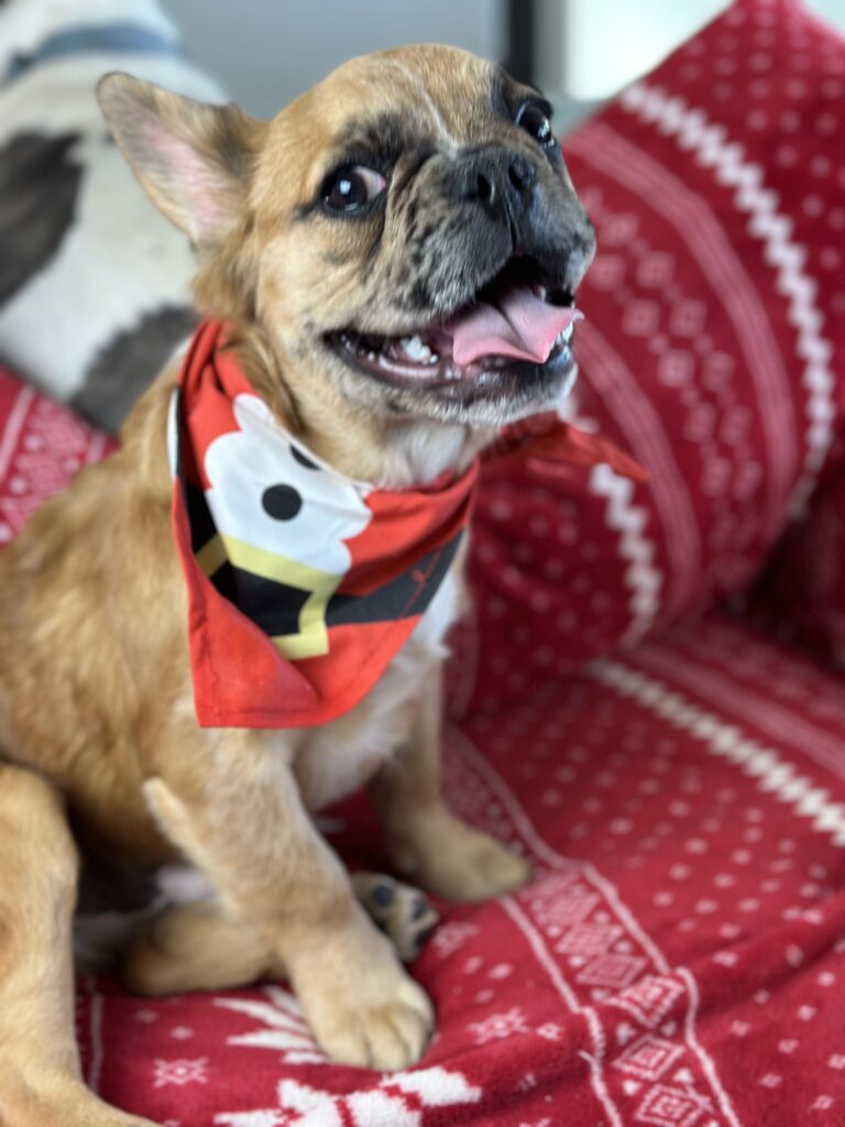 Bear | Fawn Merle Fluffy French Bulldog Male | Born June 22nd, 2023