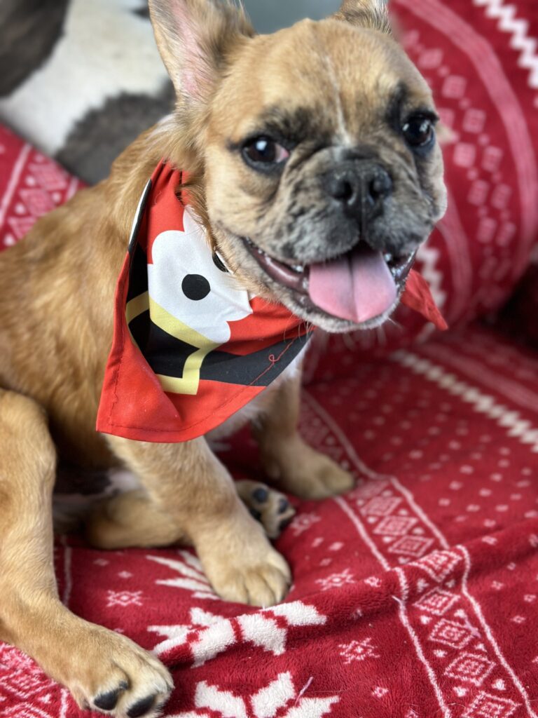 Bear | Fawn Merle Fluffy French Bulldog Male | Born June 22nd, 2023