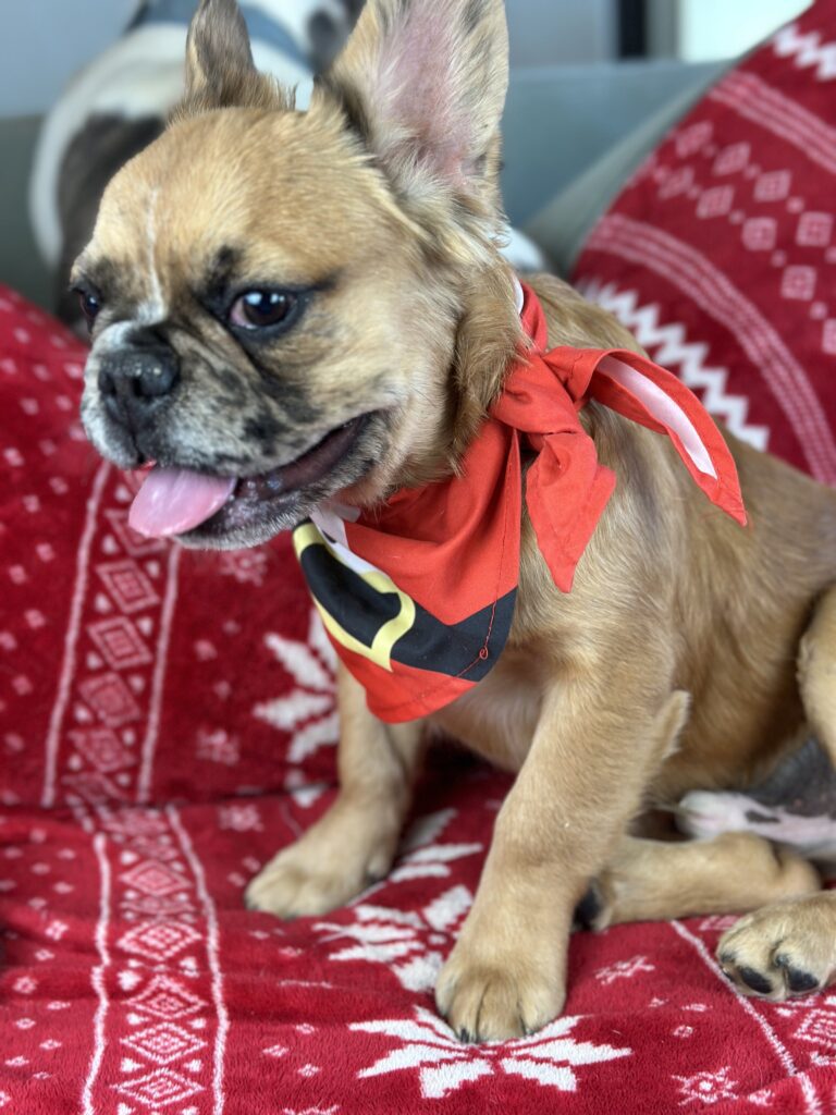 Bear | Fawn Merle Fluffy French Bulldog Male | Born June 22nd, 2023