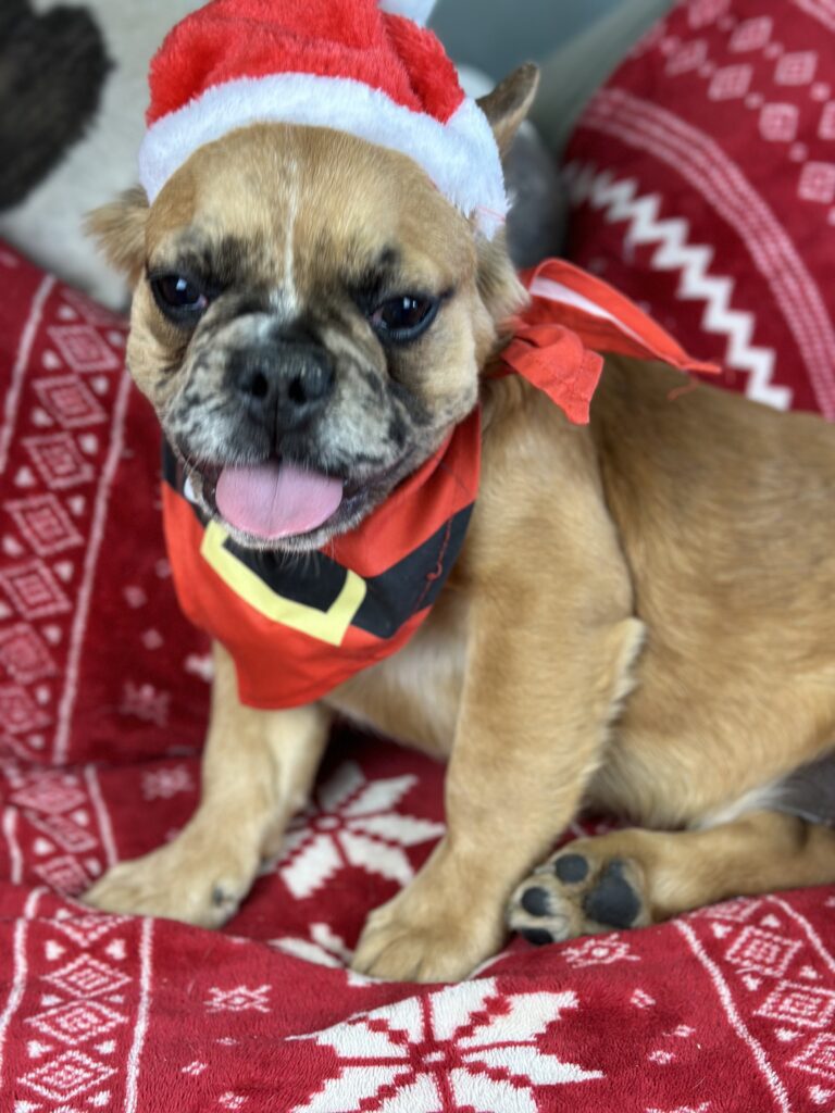Bear | Fawn Merle Fluffy French Bulldog Male | Born June 22nd, 2023