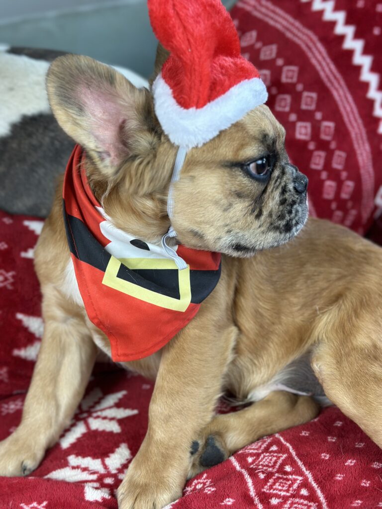 Bear | Fawn Merle Fluffy French Bulldog Male | Born June 22nd, 2023