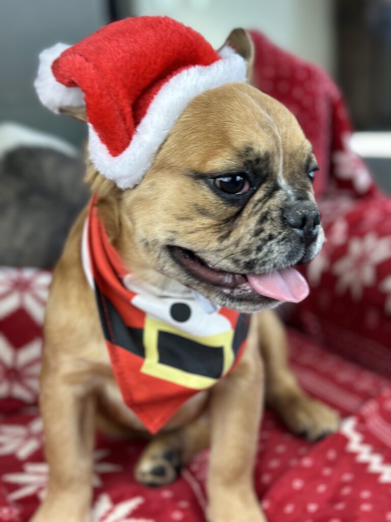 Bear | Fawn Merle Fluffy French Bulldog Male | Born June 22nd, 2023