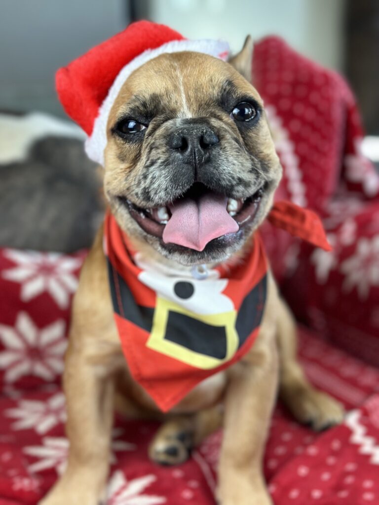 Bear | Fawn Merle Fluffy French Bulldog Male | Born June 22nd, 2023
