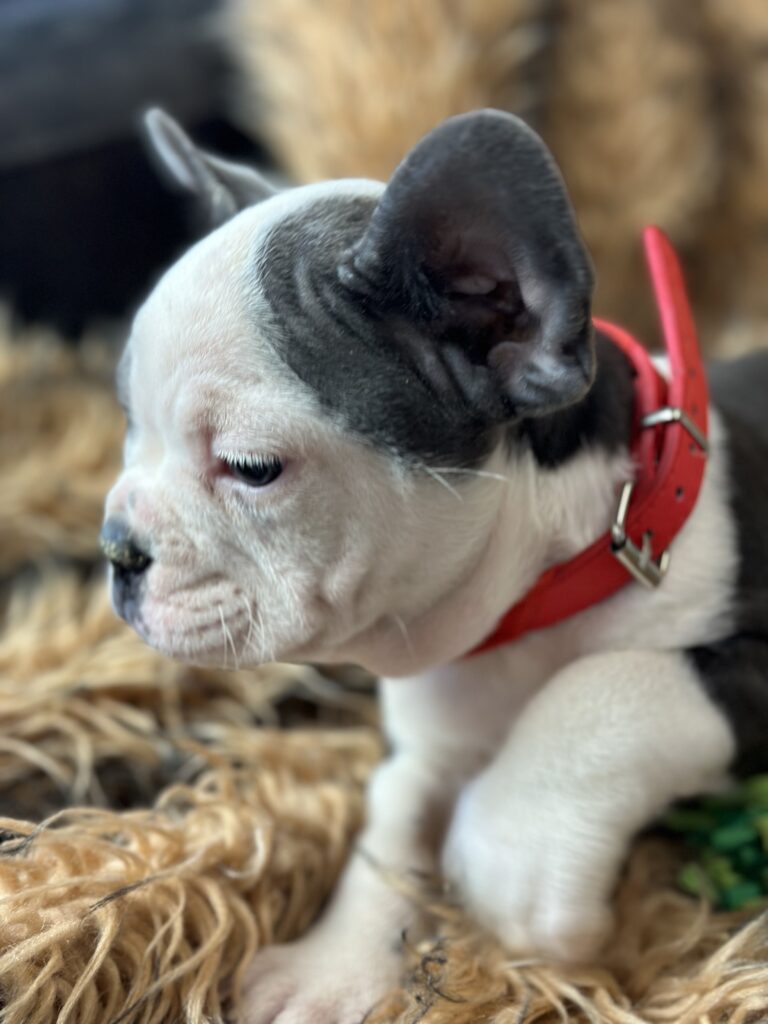 Emerson | Blue Pied French Bulldog Male | The Fun-Loving One