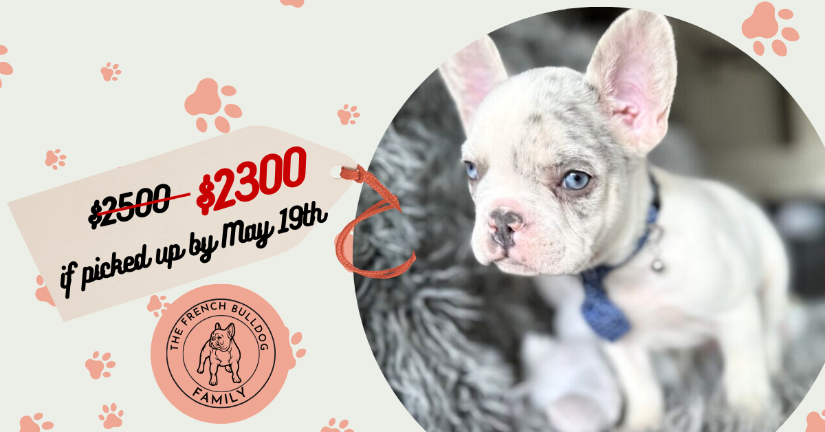 Winston | Lilac Merle Pied French Bulldog Male | The Awesome