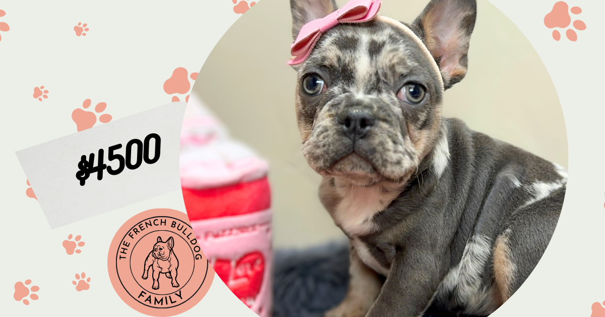 Unicorn | Blue Merle French Bulldog Female | The Lovely