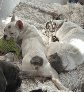 Frenchie Friday Nov 10th, 2023