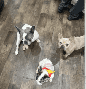 Frenchie Friday Nov 10th, 2023