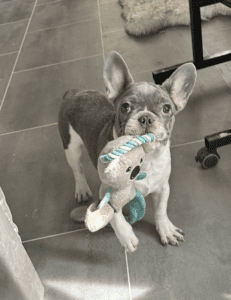Frenchie Friday Dec 01st, 2023