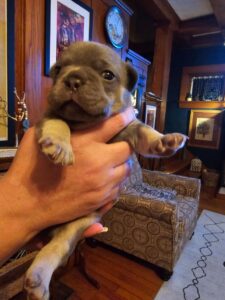 Frenchie Friday Dec 01st, 2023