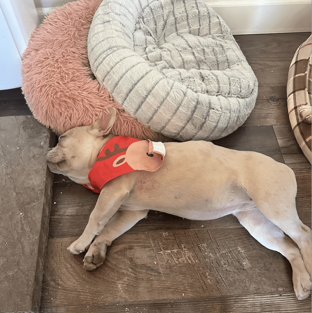 Frenchie Friday Dec 01st, 2023