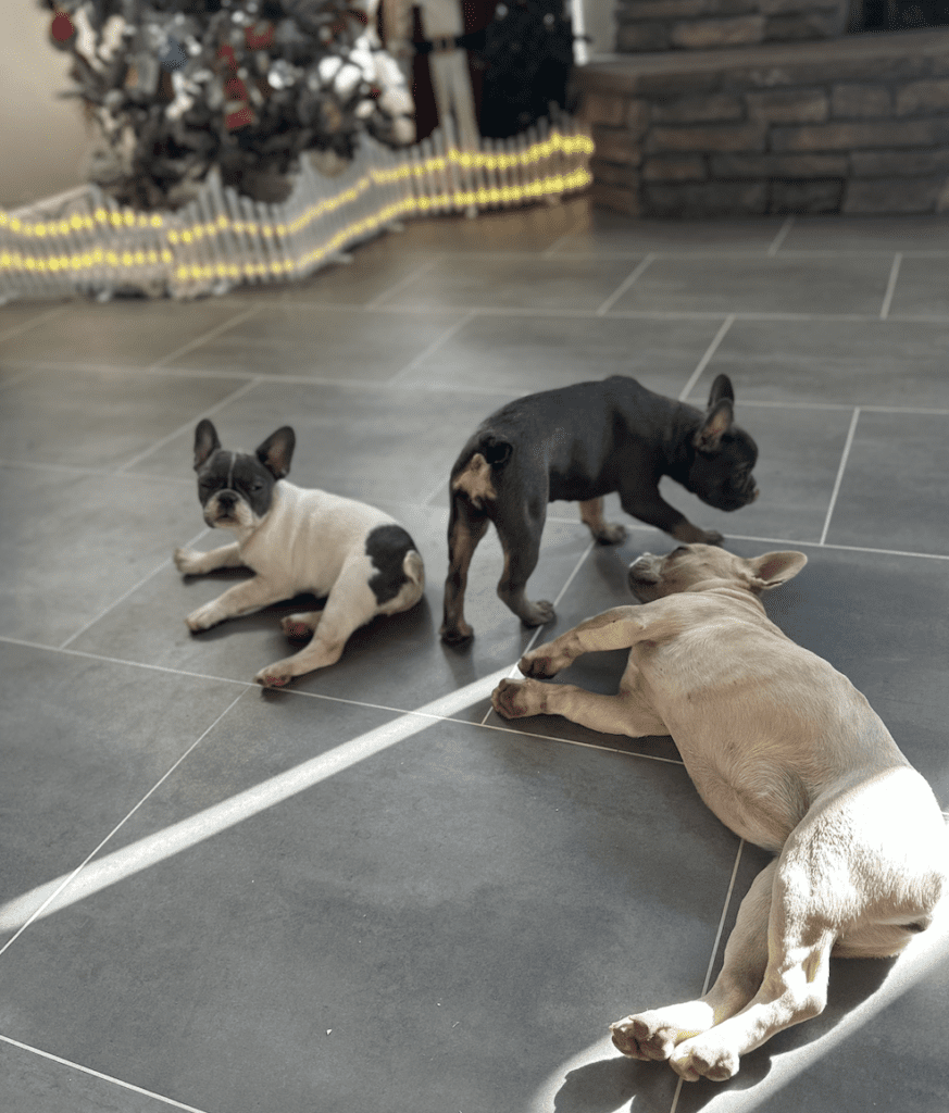 Frenchie Friday Dec 01st, 2023