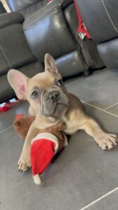 Frenchie Friday Dec 01st, 2023