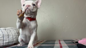 Frenchie Friday Dec 01st, 2023
