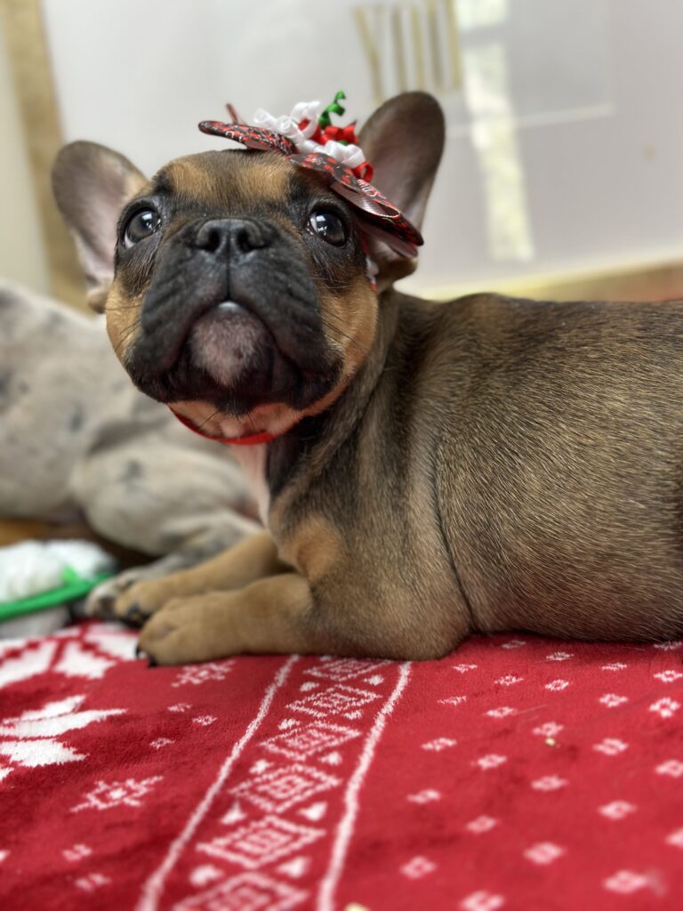 Peppermint | Sable French Bulldog Female | Available This Christmas