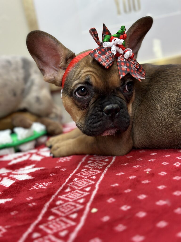 Peppermint | Sable French Bulldog Female | Available This Christmas