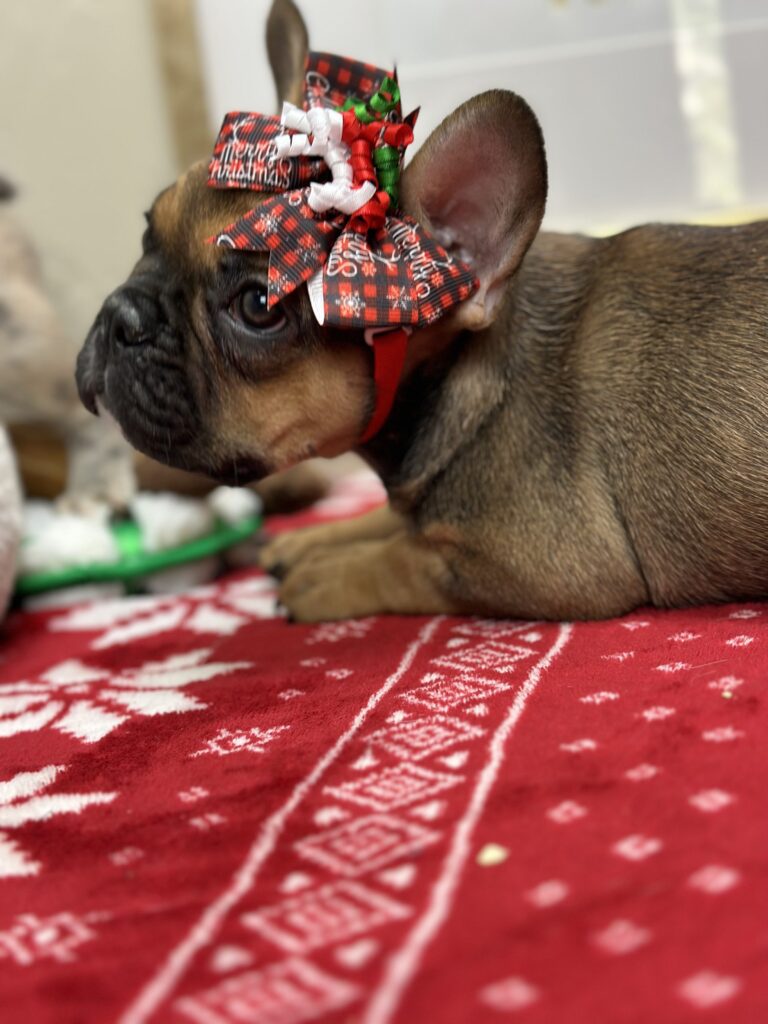 Peppermint | Sable French Bulldog Female | Available This Christmas
