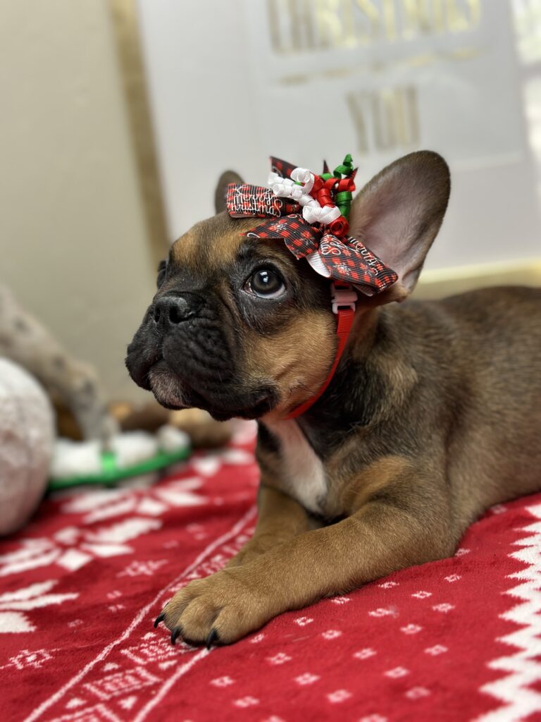 Peppermint | Sable French Bulldog Female | Available This Christmas