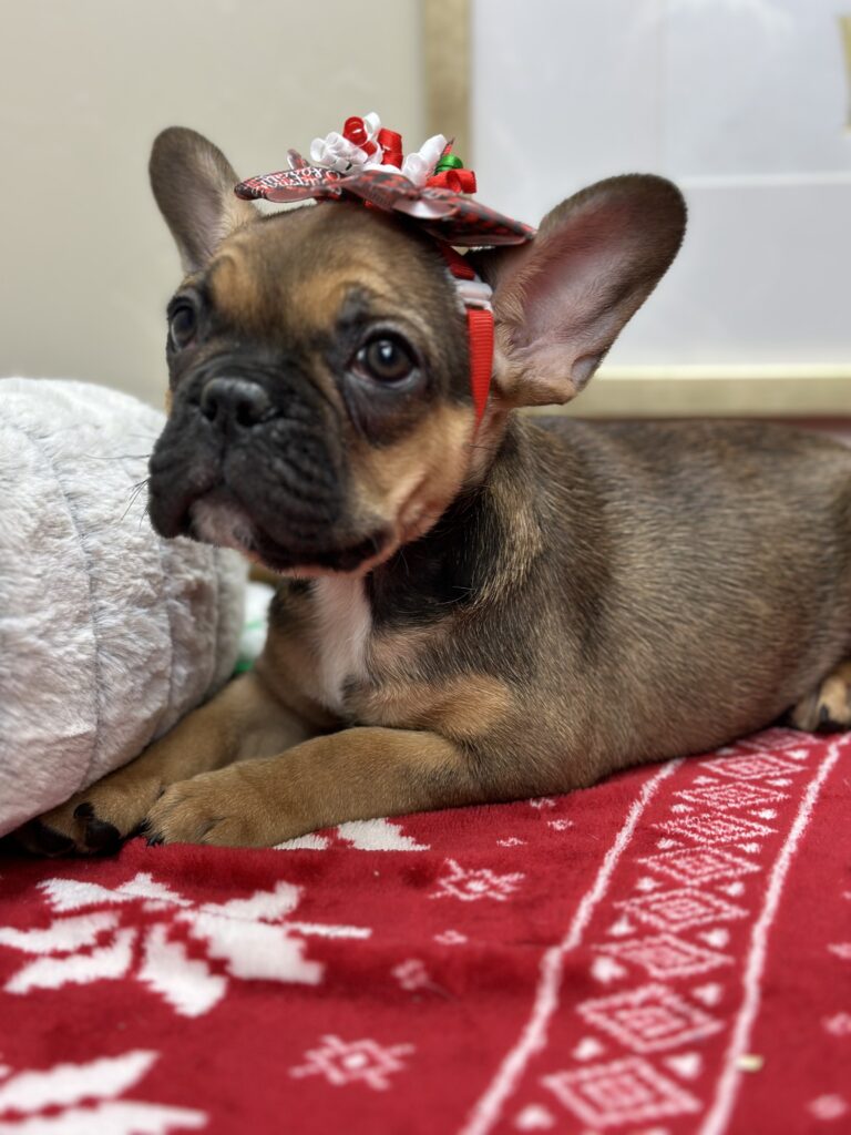 Peppermint | Sable French Bulldog Female | Available This Christmas