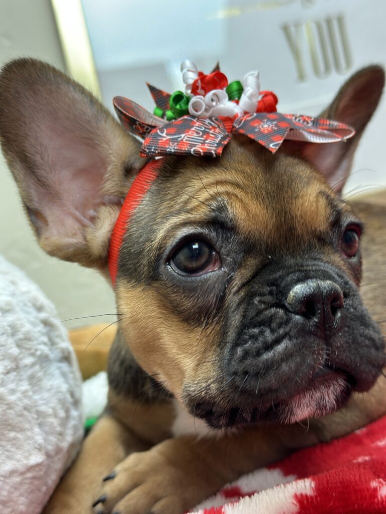 Peppermint | Sable French Bulldog Female | Available This Christmas