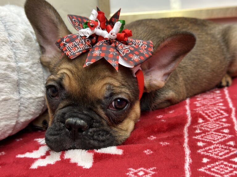 Peppermint | Sable French Bulldog Female | Available This Christmas